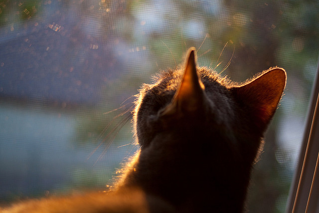 篮球运动员竞技心理韧性培养策略，篮球运动员心理训练