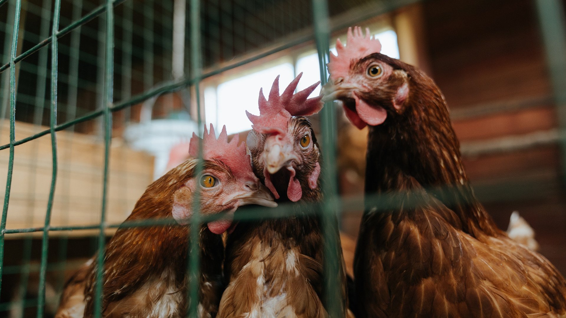 爱游戏中国官方登录入口网站-狼队快速推进打穿对手后防，狼队技能