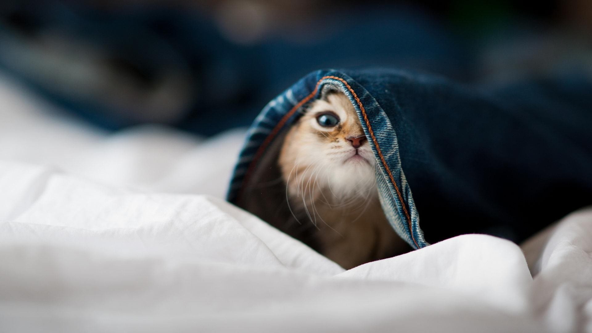 中国足球联赛设立球员家属观赛体验服务通道，2021中国足球全家福高清