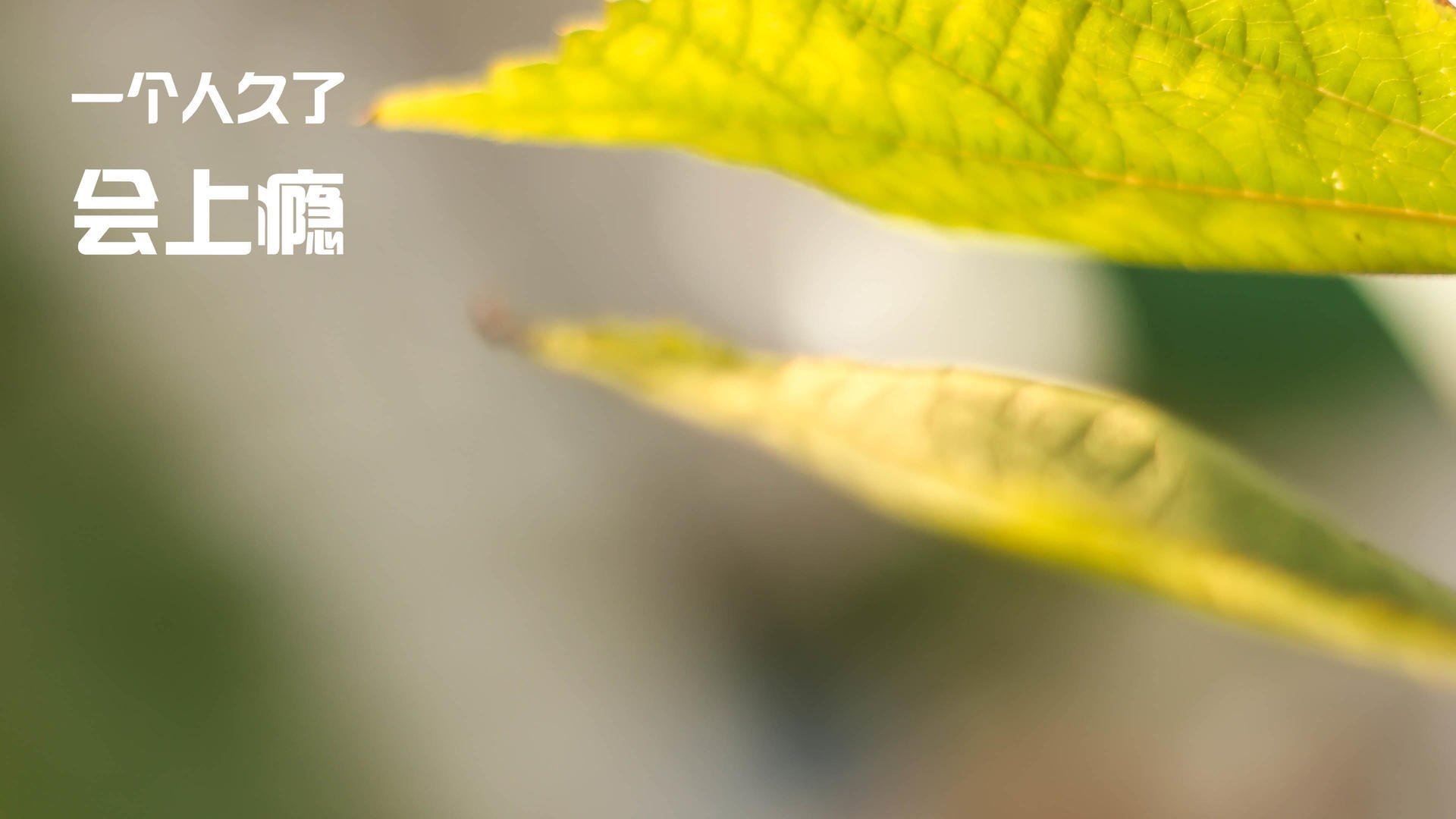 球员家属支持体系建立，心理与生活关怀同步推进，球迷家属