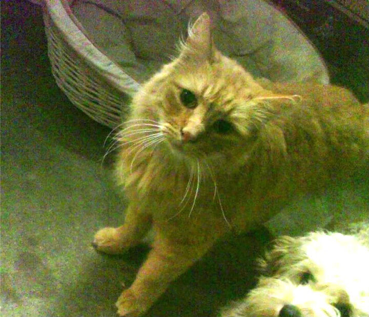 美洲杯明星闪耀:个人能力让对手无力招架,美洲杯足球明星