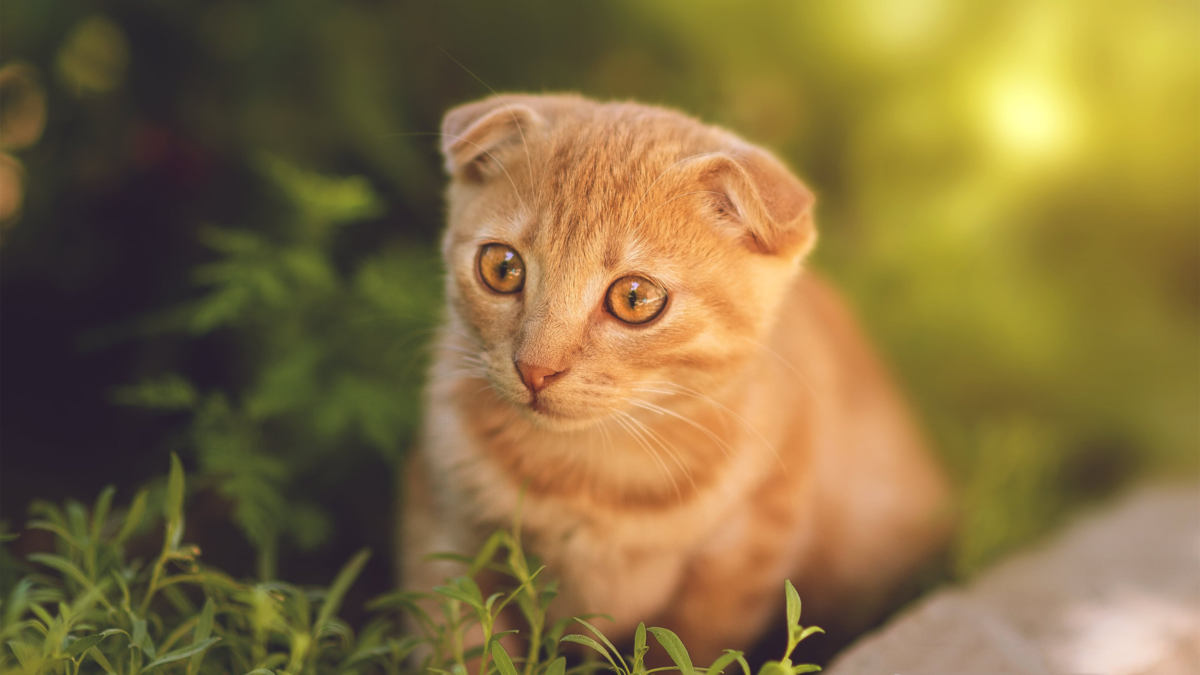 爱游戏官网-跳水选手姿态优美赢得掌声，跳水运动员精彩瞬间